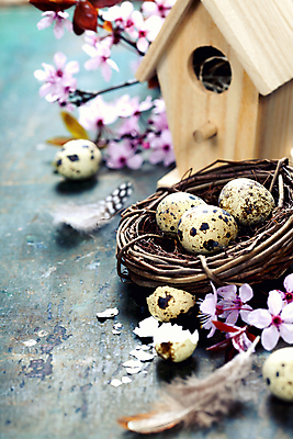 포토 JPG 해외이미지 사람없음 벚꽃 나뭇가지 둥지 깃털 새장 메추리알 나무탁자 해외202004 해외포토 나무 꽃 탁자 알 케이지 파일형식