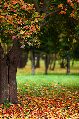 포토 JPG 해외이미지 나무 식물 계절 공원 길 줄기 단풍 잎 오렌지 자연 풍경 사람없음 야외 빨간색 초록색 컬러풀 노란색 평화 걷기 환경 하이킹 가을 나뭇가지 시골 황금 숲 11월 장면 10월 해외202004 해외202105 해외포토 공공시설 컬러 컨셉 과일 모션 레저 날짜 생태계 파일형식