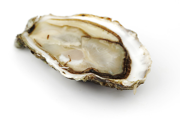 포토 JPG 해외이미지 식재료 실내 근접촬영 사람없음 굴 신선 흰배경 해외202004 해외202105 해외포토 뷰포인트 백그라운드 어패류 내부 흰색 파일형식