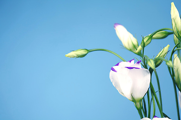 포토 JPG 해외이미지 식물 꽃잎 꽃 줄기 꽃다발 백그라운드 잎 벽지 나선형 그림자 선물 사람없음 파란색 침묵 봄 벚꽃 흰색 축하 인사 신용카드 우아함 실크 순수 초대 부드러움 내추럴 고립 꽃수술 스타일 해외202004 해외202105 해외포토 계절 컬러 컨셉 무늬 금융 소리 직물 예절 감각 파일형식