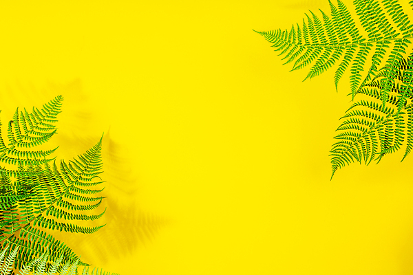 포토 JPG 해외이미지 잎 실내 그림자 사람없음 노란배경 카피스페이스 해외202004 해외포토 식물 백그라운드 내부 노란색 공백 파일형식