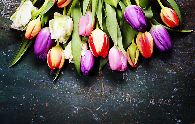 포토 JPG 해외이미지 잎 탁자 사람없음 튤립 카피스페이스 나무배경 해외202004 해외포토 식물 꽃 가구 백그라운드 공백 파일형식