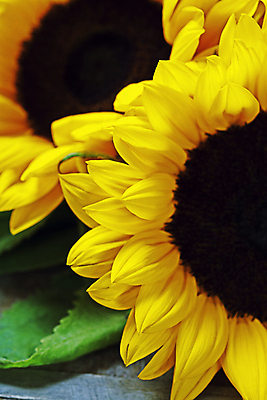 포토 JPG 해외이미지 해바라기 실내 사람없음 해외202004 해외포토 꽃 내부 파일형식