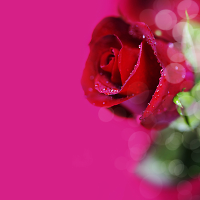 포토 JPG 해외이미지 실내 근접촬영 사람없음 장미 물방울 소프트포커스 보케 분홍색배경 해외202004 해외포토 꽃 뷰포인트 분홍색 백그라운드 촬영기법 내부 파일형식
