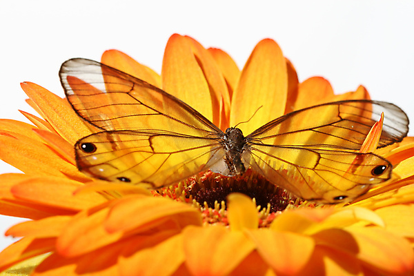 포토 JPG 해외이미지 꽃 나비 곤충 자연 사람없음 빨간색 초록색 노란색 맑음 보라색 봄 흰색 내추럴 고립 변태 해외202004 해외202105 해외포토 식물 동물 계절 컬러 날씨 생태계 파일형식