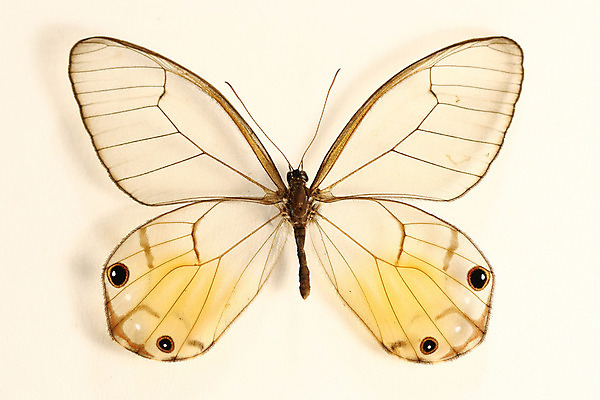 포토 JPG 해외이미지 나비 곤충 사람없음 해외202004 해외202105 해외포토 동물 파일형식