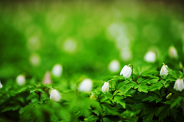 포토 JPG 해외이미지 꽃 백그라운드 자연 사람없음 초록색 봄 벚꽃 신선 취급주의 해외202004 해외202105 해외포토 식물 계절 컬러 경고 생태계 파일형식