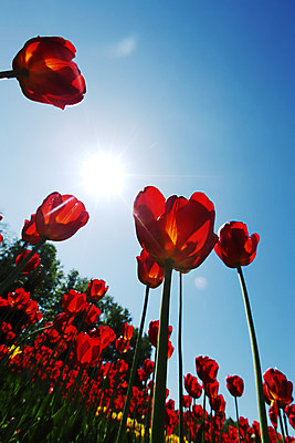 포토 JPG 해외이미지 식물 구름 계절 꽃잎 꽃 줄기 백그라운드 잎 꽃무늬 밭 오렌지 자연 하늘 사람없음 야외 빨간색 초록색 여름 파란색 컬러풀 태양 노란색 우주 정원 봄 활발 튤립 성장 벚꽃 흰색 신선 그룹 유기농 내추럴 해외202004 해외202105 해외포토 자연요소 웰빙 컬러 컨셉 무늬 농업 과일 생태계 파일형식