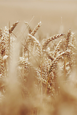 포토 JPG 해외이미지 식물 구름 계절 음식 빵 줄기 백그라운드 밭 농업 자연 하늘 건조 건강 씨앗 풍경 사람없음 여름 파란색 농작물 농장 농경지 노란색 맑음 수확 성장 시골 황금 닫기 낟알 시리얼 밀 묘사 보리 귀 무거움 밀짚 내추럴 밭일 숙성 토스카나 호밀 해외202004 해외202105 해외포토 자연요소 산업 컬러 모션 날씨 곡류 신체부위 이탈리아 무게 짚 생태계 파일형식