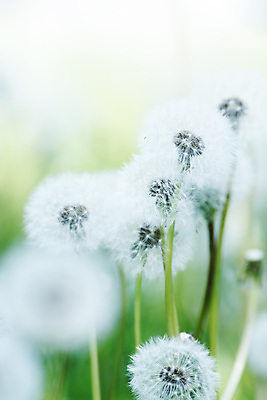 포토 JPG 해외이미지 식물 꽃 백그라운드 자연 사람없음 초록색 여름 빛 햇빛 맑음 봄 벚꽃 흰색 민들레 묘사 부드러움 솜털 취급주의 해외202004 해외202105 해외포토 계절 컬러 날씨 경고 태양 감각 생태계 파일형식
