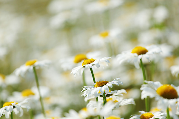 포토 JPG 해외이미지 식물 꽃 꽃무늬 밭 자연 초원 사람없음 여름 정원 봄 벚꽃 개화 소프트포커스 허브 데이지 캐모마일 해외202004 해외202105 해외포토 계절 무늬 농업 촬영기법 생태계 파일형식