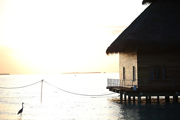 포토 JPG 해외이미지 구름 라이프스타일 물결 바다 섬 여행 자연 하늘 호텔 휴가 휴식 주택 손바닥 풍경 사람없음 물 여름 파란색 일출 맑음 일몰 꿈 낭만 전원 만 뜨거움 고급 빌라 휴양지 방갈로 석호 몰디브 이국적 터키석 파라다이스 해외202004 해외202105 해외포토 자연요소 손 계절 아시아 컬러 컨셉 숙소 날씨 건물 생활 노을 장소 전기에너지 보석 생태계 파일형식