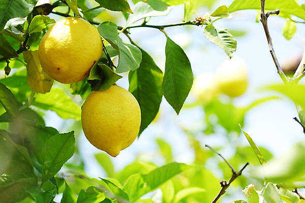 포토 JPG 해외이미지 나무 식물 음식 백그라운드 잎 밭 농업 과일 자연 귤 매달리기 건강 사람없음 초록색 물 농작물 햇빛 농장 노란색 우주 맑음 주스 수확 성장 나뭇가지 신선 소프트포커스 숲 다발 지중해 레몬 가득함 유기농 보케 라임 내추럴 블러 숙성 많음 카피스페이스 해외202004 해외202105 레몬나무 해외포토 자연요소 웰빙 산업 음료 바다 컬러 컨셉 모션 날씨 촬영기법 태양 공백 생태계 파일형식