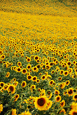 포토 JPG 해외이미지 주간 꽃밭 해바라기 사람없음 야외 해외202004 해외포토 자연요소 꽃 파일형식