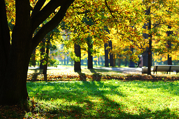 포토 JPG 해외이미지 나무 식물 계절 공원 꽃 도로 길 지구 줄기 잎 꽃무늬 오렌지 자연 하늘 추상 휴식 새로움 따뜻함 풍경 사람없음 야외 목재 빨간색 초록색 물 빛 세계 갈색 노란색 평화 가을 시골 황금 숲 신비 11월 땅 장면 10월 내추럴 해외202004 해외202105 해외포토 자연요소 공공시설 컬러 컨셉 무늬 과일 재료 교통시설 날짜 생태계 파일형식