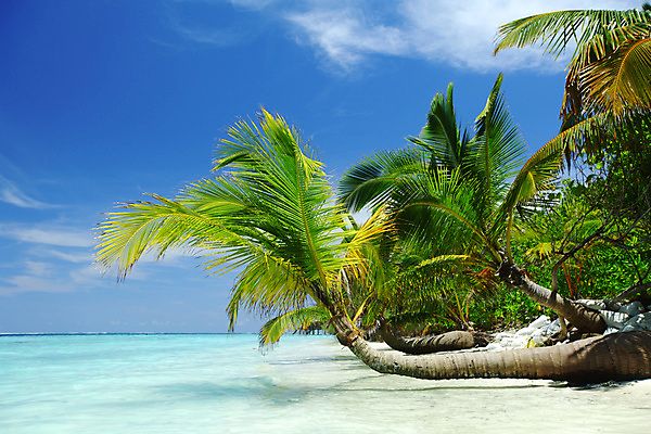 포토 JPG 해외이미지 나무 식물 구름 모래 파도 바다 섬 여행 백그라운드 잎 자연 하늘 휴가 휴식 손바닥 풍경 사람없음 야외 물 여름 파란색 태양 맑음 낭만 흰색 전원 만 휴양지 석호 몰디브 이국적 터키석 파라다이스 수평선 해외202004 해외202105 해외포토 자연요소 손 계절 아시아 컬러 컨셉 날씨 장소 전기에너지 보석 생태계 파일형식