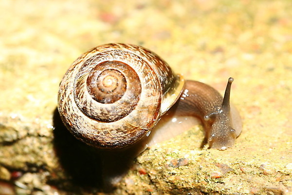 포토 JPG 해외이미지 동물 1 야생동물 음식 컨셉 자연 탁자 요리 사람없음 야외 농장 정원 식사 저녁식사 껍질 흰색 닫기 벌레 미끄러짐 속도 덮기 느림 기어가기 민달팽이 혼자 끈적임 해외202004 해외202105 해외포토 컬러 가구 곤충 농업 모션 생태계 파일형식 달팽이_동물