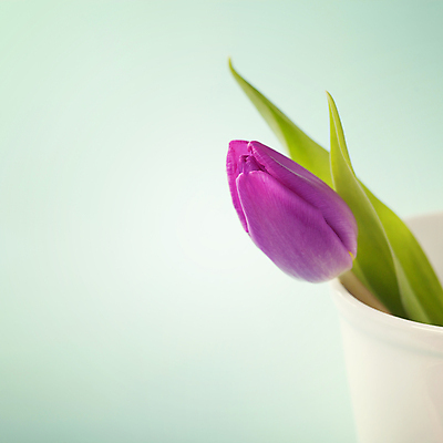 포토 JPG 해외이미지 화분 실내 사람없음 튤립 파란배경 카피스페이스 해외202004 해외포토 꽃 백그라운드 내부 파란색 공백 파일형식