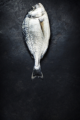 포토 JPG 해외이미지 검은배경 실내 어류 사람없음 하이앵글 레몬 해산물 카피스페이스 해외202004 해외포토 뷰포인트 백그라운드 과일 내부 검은색 수중동물 공백 파일형식