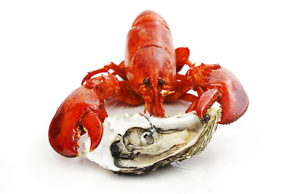 포토 JPG 해외이미지 접시 사람없음 굴 잡기 바닷가재 해산물 흰배경 집게발 해외202004 해외202105 해외포토 식기 백그라운드 모션 어패류 흰색 가재 파일형식