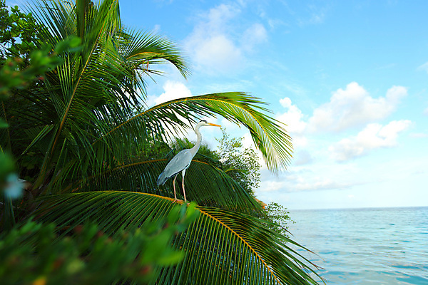 포토 JPG 해외이미지 나무 식물 구름 모래 파도 바다 섬 여행 백그라운드 잎 자연 하늘 휴가 휴식 손바닥 풍경 사람없음 야외 물 여름 파란색 태양 맑음 낭만 흰색 전원 만 휴양지 석호 몰디브 이국적 터키석 파라다이스 수평선 해외202004 해외202105 해외포토 자연요소 손 계절 아시아 컬러 컨셉 날씨 장소 전기에너지 보석 생태계 파일형식