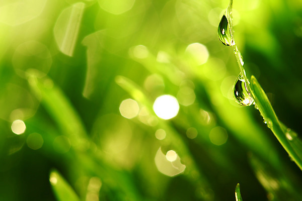 포토 JPG 해외이미지 식물 줄기 백그라운드 잎 자연 아침 잔디 초원 사람없음 야외 장식 초록색 물 여름 빛 햇빛 반사 환경 정원 봄 젖음 성장 물방울 신선 투명 액체 칼날 떨어짐 이슬 작음 빗방울 허브 순수 보케 내추럴 해외202004 해외202105 해외포토 주간 자연요소 계절 컬러 컨셉 태양 비_날씨 크기 생태계 파일형식