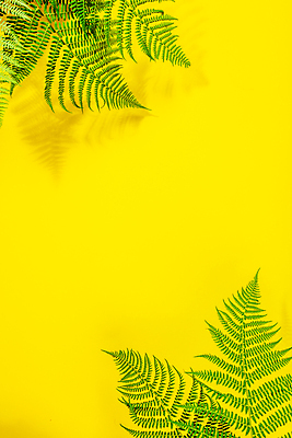 포토 JPG 해외이미지 잎 실내 그림자 사람없음 노란배경 카피스페이스 해외202004 해외포토 식물 백그라운드 내부 노란색 공백 파일형식