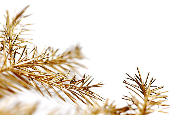 포토 JPG 해외이미지 나무 전통 백그라운드 크리스마스 휴가 새로움 사람없음 장식 빛 노란색 흰색 나뭇가지 축하 소나무 황금 연도 전나무 고립 해외202004 해외202105 해외포토 식물 기념일 컬러 컨셉 파일형식