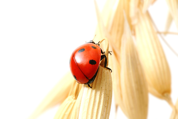 포토 JPG 해외이미지 식물 곤충 자연 사람없음 벌레 작음 밀 무당벌레 내추럴 해외202004 해외202105 해외포토 동물 곡류 크기 생태계 파일형식