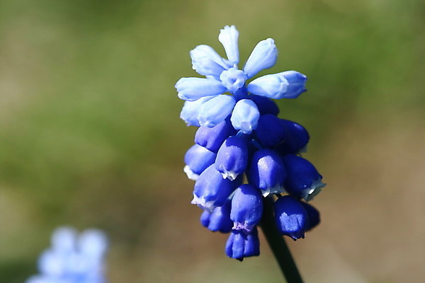 포토 JPG 해외이미지 꽃 백그라운드 잎 휴가 선물 사람없음 초록색 파란색 보라색 봄 활발 젖음 종 흰색 생일 개화 이슬 제비꽃 만족 부드러움 내추럴 강렬 고립 블루벨 해외202004 해외202105 해외포토 식물 계절 기념일 감정 컬러 컨셉 감각 파일형식