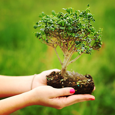 포토 JPG 해외이미지 나무 식물 손 디자인 꽃 지구 백그라운드 잎 자연 새로움 동양인 취미 사람없음 목재 장식 초록색 컬러풀 일본 검은색 흙 미니어처 자유 성장 흰색 나뭇가지 냄비 작음 컨테이너 원예 뿌리 상록수 망사 리빙 분재 미니 옛날 해외202004 해외202105 해외포토 산업 아시아 컬러 컨셉 재료 인종 신체부위 모형 직물 솥 크기 생태계 파일형식