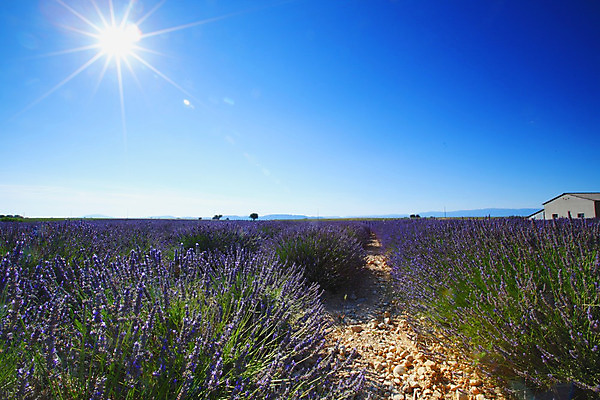 포토 JPG 해외이미지 식물 구름 꽃 유럽 선 밭 농업 자연 하늘 풍경 사람없음 야외 여름 파란색 농작물 컬러풀 농장 농경지 보라색 활발 프랑스 수확 시골 개화 허브 제비꽃 향기 아로마 아로마테라피 라벤더 내추럴 프랑스어 강렬 밭일 줄서기 프로방스 해외202004 해외202105 해외포토 자연요소 문자 계절 나라 산업 컬러 컨셉 모션 생태계 냄새 테라피 파일형식