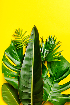 포토 JPG 해외이미지 사람없음 노란배경 몬스테라 열대잎 해외202004 해외포토 식물 백그라운드 잎 노란색 파일형식