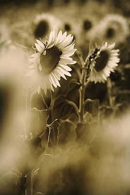 포토 JPG 해외이미지 주간 꽃밭 해바라기 흑백 사람없음 야외 해외202004 해외포토 자연요소 꽃 촬영기법 파일형식