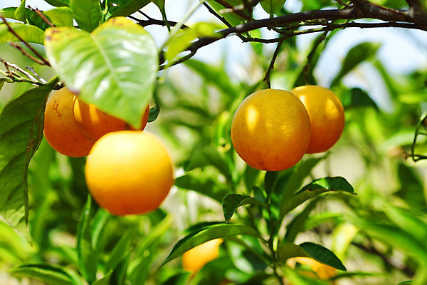 포토 JPG 해외이미지 나무 구름 공원 유럽 호수 여행 자연 하늘 휴가 휴식 산 파노라마 풍경 사람없음 야외 초록색 물 여름 파란색 도시풍경 햇빛 반사 마을 이탈리아 산책로 도시 만 스위스 언덕 만족 알프스 타운 몬테카를로 해외202004 해외202105 해외포토 자연요소 식물 계절 공공시설 감정 나라 길 컬러 컨셉 촬영기법 태양 생태계 모나코 파일형식