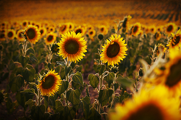 포토 JPG 해외이미지 주간 꽃밭 해바라기 사람없음 야외 해외202004 해외포토 자연요소 꽃 파일형식