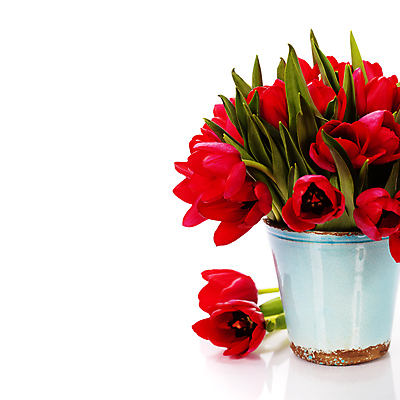 포토 JPG 해외이미지 화분 꽃다발 사람없음 튤립 흰배경 카피스페이스 해외202004 해외포토 꽃 백그라운드 공백 흰색 파일형식