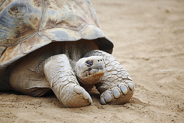 포토 JPG 해외이미지 동물 야생동물 섬 여행 파충류 아프리카 자연 열대 양서류 사람없음 야외 갈색 걷기 맑음 힘 껍질 주름 거북이 승차 숲 큼 땅 피부 시력 갈라파고스 무거움 세이셸 느림 거인 남쪽 갑옷 내추럴 모리셔스 옛날 이국적 해외202004 해외202105 해외포토 나라 컬러 모션 날씨 신체부위 무게 보호장비 크기 방향 생태계 에콰도르 파일형식