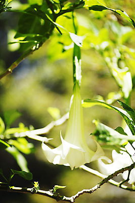 포토 JPG 해외이미지 나무 식물 꽃잎 꽃 백그라운드 잎 자연 감자 사람없음 야외 초록색 햇빛 노란색 정원 맑음 스파 봄 벚꽃 흰색 개화 달콤 큼 향수 향기 아열대 이국적 캄파눌라 해외202004 해외202105 해외포토 계절 컬러 채소 날씨 태양 화장품 맛 크기 생태계 냄새 파일형식