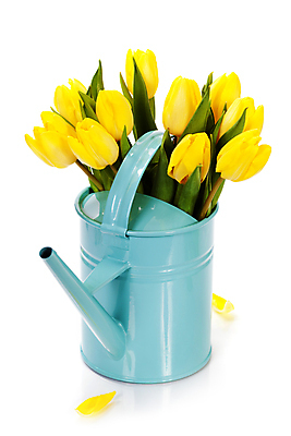 포토 JPG 해외이미지 꽃잎 꽃다발 실내 사람없음 물뿌리개 튤립 흰배경 해외202004 해외포토 꽃 백그라운드 내부 흰색 파일형식