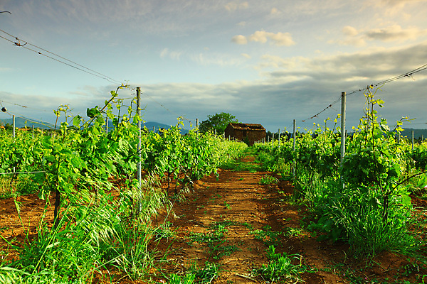 포토 JPG 해외이미지 식물 구름 계절 산업 잎 밭 농업 오렌지 자연 하늘 포도 아침 풍경 초원 사람없음 야외 초록색 여름 태양 농장 노란색 일출 와인 계곡 일몰 봄 새벽 프랑스 수확 성장 시골 신선 호주 땅 포도밭 포도나무 지역 밭일 양조장 해외202004 해외202105 해외포토 주간 자연요소 유럽 컬러 과일 주류 노을 오세아니아 과일나무 생태계 파일형식