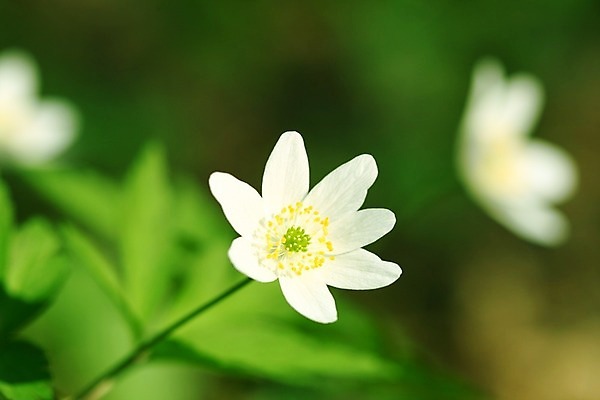 포토 JPG 해외이미지 나무 식물 꽃잎 꽃 백그라운드 낙엽 꽃무늬 자연 휴가 건강 풍경 초원 사람없음 목재 초록색 여름 햇빛 태양 노란색 정원 봄 벚꽃 흰색 시골 개화 숲 꽃집 소원 내추럴 아네모네 많음 해외202004 해외202105 해외포토 자연요소 계절 컬러 컨셉 잎 무늬 재료 상점 생태계 파일형식