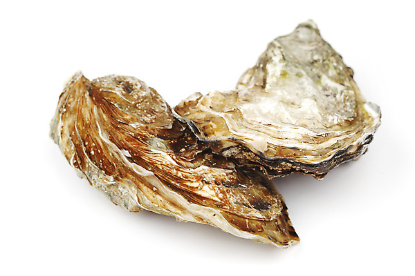 포토 JPG 해외이미지 식재료 실내 사람없음 굴 신선 흰배경 해외202004 해외202105 해외포토 백그라운드 어패류 내부 흰색 파일형식