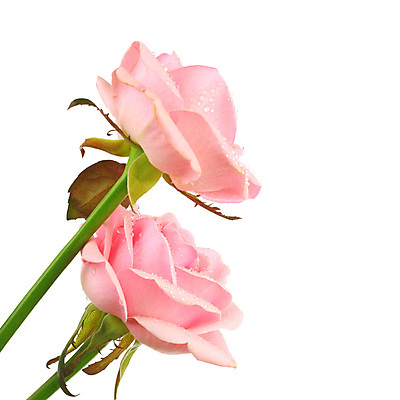 포토 JPG 해외이미지 스튜디오촬영 줄기 잎 근접촬영 사람없음 장미 물방울 두송이 흰배경 연분홍색 해외202004 해외202105 해외포토 식물 꽃 뷰포인트 분홍색 백그라운드 2 실내 흰색 파일형식