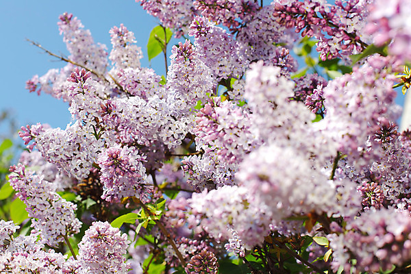 포토 JPG 해외이미지 식물 꽃잎 꽃 백그라운드 잎 꽃무늬 자연 사람없음 야외 초록색 파란색 컬러풀 정원 권총 벚꽃 생일 개화 묘사 원예 데이지 라일락 내추럴 블러 파스텔톤 해외202004 해외202105 해외포토 기념일 컬러 무늬 취미 총 생태계 파일형식