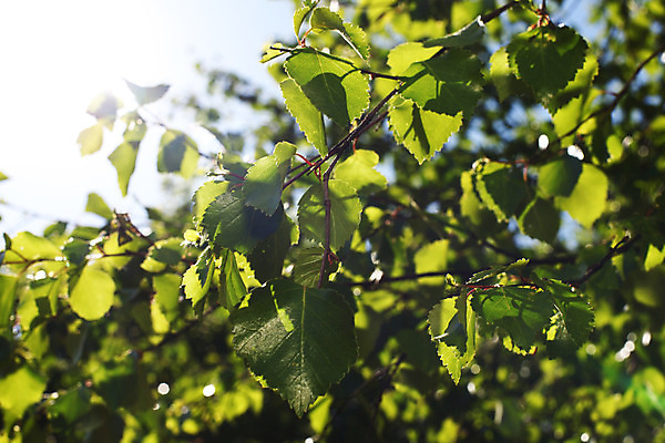 포토 JPG 해외이미지 나무 식물 백그라운드 잎 자연 사람없음 야외 목재 초록색 여름 빛 태양 환경 성장 나뭇가지 신선 숲 유기농 해외202004 해외202105 해외포토 자연요소 웰빙 계절 컬러 재료 생태계 파일형식