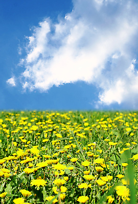 포토 JPG 해외이미지 식물 구름 계절 공원 꽃잎 꽃 행복 백그라운드 잎 꽃무늬 패턴 밭 자연 벽지 하늘 풍경 초원 사람없음 야외 초록색 여름 파란색 컬러풀 태양 농장 노란색 우주 환경 정원 맑음 봄 벚꽃 흰색 시골 신선 닫기 민들레 장면 내추럴 해외202004 해외202105 해외포토 자연요소 공공시설 감정 컬러 무늬 농업 모션 날씨 생태계 파일형식