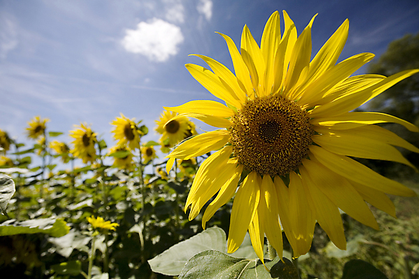 포토 JPG 해외이미지 주간 꽃밭 해바라기 사람없음 야외 해외202004 해외포토 자연요소 꽃 파일형식