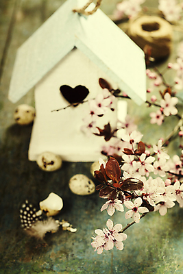 포토 JPG 해외이미지 사람없음 아웃포커스 벚꽃 나뭇가지 깃털 새장 노끈 메추리알 나무탁자 알껍데기 해외202004 해외포토 나무 꽃 줄 탁자 촬영기법 알 케이지 파일형식