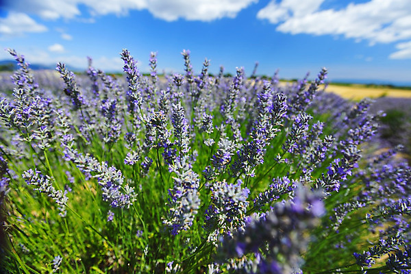 포토 JPG 해외이미지 식물 영어 꽃 밭 농업 자연 휴식 잉글랜드 사람없음 초록색 약 농장 농경지 정원 보라색 프랑스 성장 시골 개화 닫기 허브 향수 원예 향기 아로마 향 아로마테라피 라벤더 내추럴 프랑스어 워싱턴 프로방스 카피스페이스 해외202004 해외202105 해외포토 문자 유럽 산업 컬러 컨셉 의학 모션 영국 취미 미국 화장품 공백 생태계 냄새 테라피 파일형식